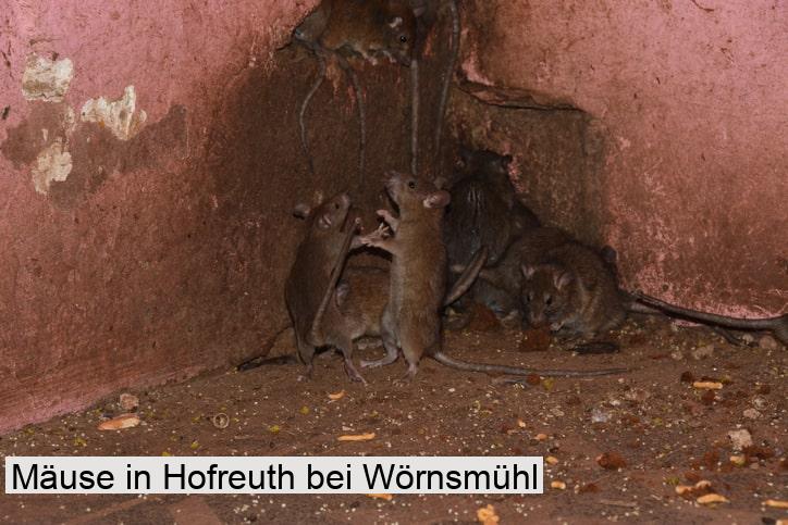 Mäuse in Hofreuth bei Wörnsmühl